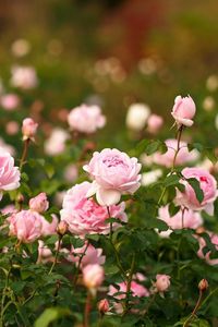 Preview wallpaper roses, flowers, flowerbed, garden, sharpness