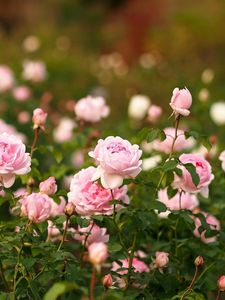 Preview wallpaper roses, flowers, flowerbed, garden, sharpness