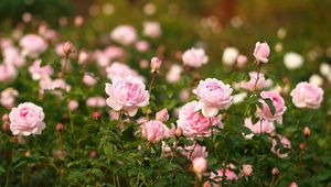 Preview wallpaper roses, flowers, flowerbed, garden, sharpness