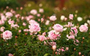 Preview wallpaper roses, flowers, flowerbed, garden, sharpness