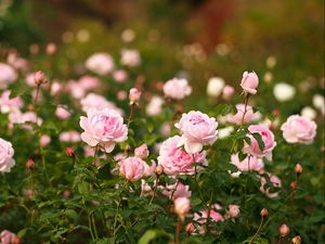 Preview wallpaper roses, flowers, flowerbed, garden, sharpness