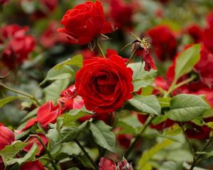 Preview wallpaper roses, flowers, flowerbed, branches