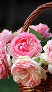Preview wallpaper roses, flowers, flowing, buds, shopping