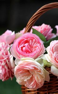 Preview wallpaper roses, flowers, flowing, buds, shopping