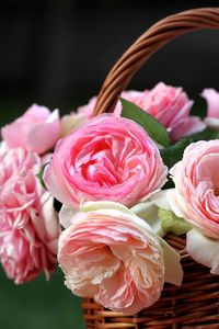 Preview wallpaper roses, flowers, flowing, buds, shopping