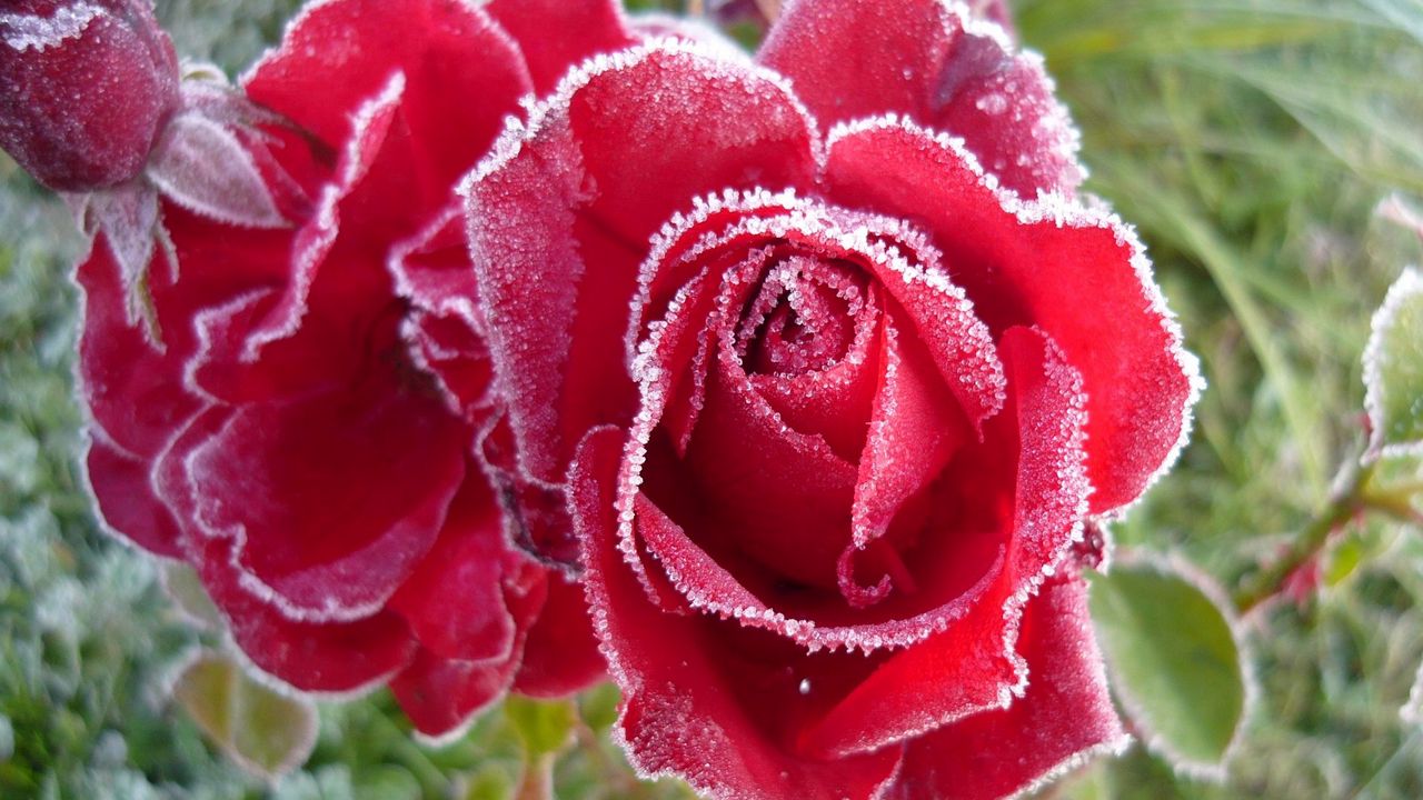 Wallpaper roses, flowers, frost, cold, petals
