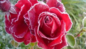 Preview wallpaper roses, flowers, frost, cold, petals