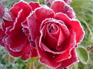 Preview wallpaper roses, flowers, frost, cold, petals