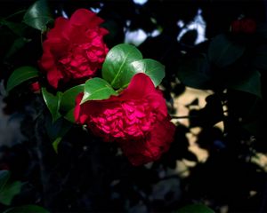 Preview wallpaper roses, flowers, garden, shrub, shade