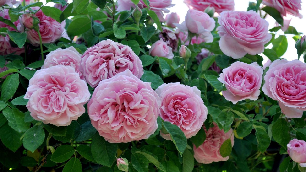 Wallpaper roses, flowers, garden, pink, close-up