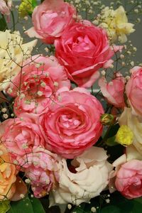 Preview wallpaper roses, flowers, garden, flower, gypsophila