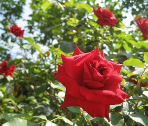 Preview wallpaper roses, flowers, garden, summer, sunny, close-up