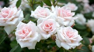 Preview wallpaper roses, flowers, garden, sharpness, tenderness
