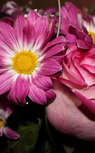 Preview wallpaper roses, flowers, gypsophila, bouquet, close-up