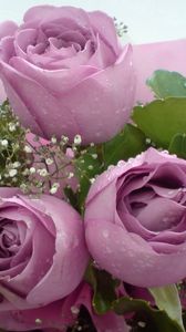 Preview wallpaper roses, flowers, gypsophila, bouquet, decoration, drops