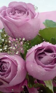 Preview wallpaper roses, flowers, gypsophila, bouquet, decoration, drops