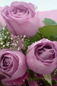 Preview wallpaper roses, flowers, gypsophila, bouquet, decoration, drops