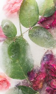 Preview wallpaper roses, flowers, ice, leaves, frozen