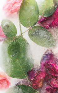 Preview wallpaper roses, flowers, ice, leaves, frozen