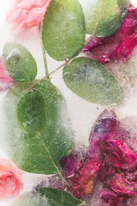 Preview wallpaper roses, flowers, ice, leaves, frozen