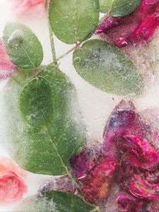 Preview wallpaper roses, flowers, ice, leaves, frozen