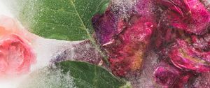 Preview wallpaper roses, flowers, ice, leaves, frozen