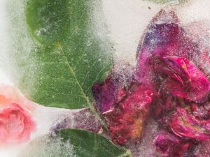 Preview wallpaper roses, flowers, ice, leaves, frozen