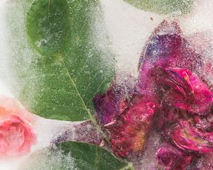 Preview wallpaper roses, flowers, ice, leaves, frozen