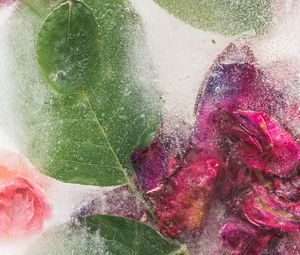 Preview wallpaper roses, flowers, ice, leaves, frozen