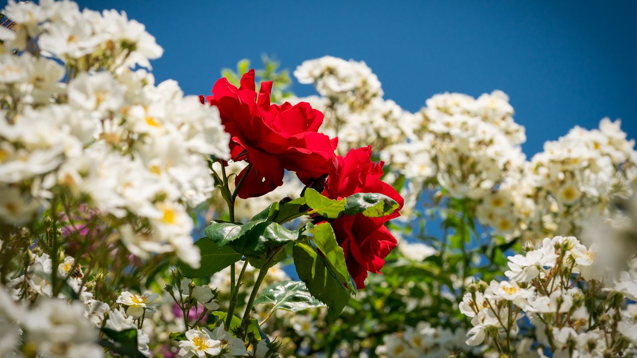 Wallpaper roses, flowers, leaves, summer, plants