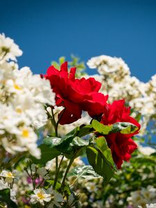 Preview wallpaper roses, flowers, leaves, summer, plants