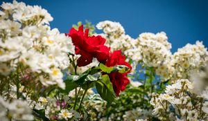 Preview wallpaper roses, flowers, leaves, summer, plants