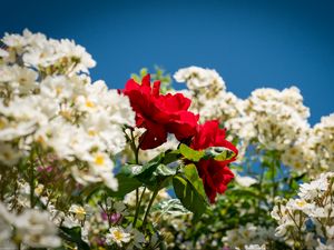 Preview wallpaper roses, flowers, leaves, summer, plants