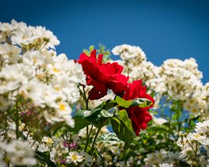 Preview wallpaper roses, flowers, leaves, summer, plants