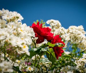 Preview wallpaper roses, flowers, leaves, summer, plants