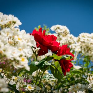 Preview wallpaper roses, flowers, leaves, summer, plants