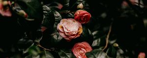 Preview wallpaper roses, flowers, leaves, bush