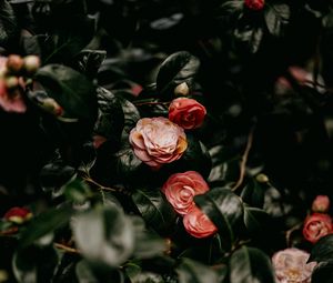 Preview wallpaper roses, flowers, leaves, bush