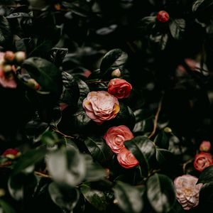 Preview wallpaper roses, flowers, leaves, bush