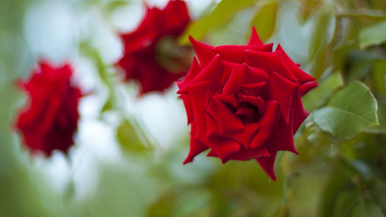 Wallpaper roses, flowers, leaves, three, buds