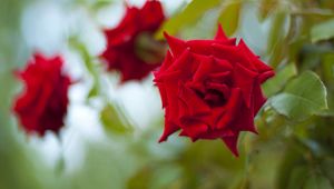 Preview wallpaper roses, flowers, leaves, three, buds