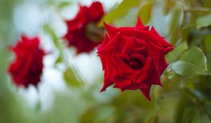 Preview wallpaper roses, flowers, leaves, three, buds