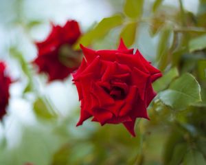 Preview wallpaper roses, flowers, leaves, three, buds