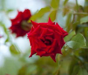 Preview wallpaper roses, flowers, leaves, three, buds