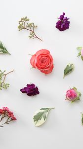 Preview wallpaper roses, flowers, leaves, herbarium