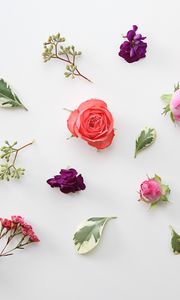 Preview wallpaper roses, flowers, leaves, herbarium