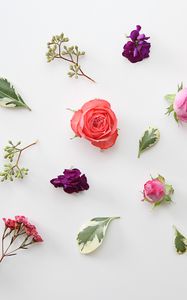 Preview wallpaper roses, flowers, leaves, herbarium