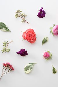 Preview wallpaper roses, flowers, leaves, herbarium