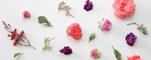Preview wallpaper roses, flowers, leaves, herbarium