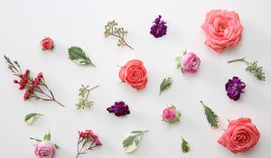 Preview wallpaper roses, flowers, leaves, herbarium